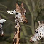 Fletcher Hotel-restaurant Kasteel Erenstein קרקראדה